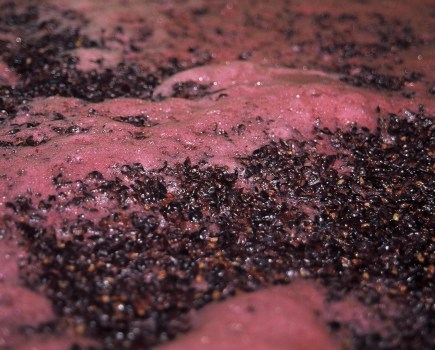 Pinot Noir ferment