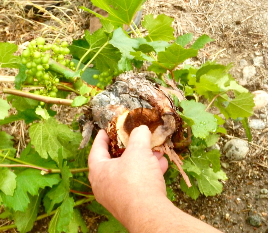 NEW VIDEO: How to prune out grapevine trunk diseases