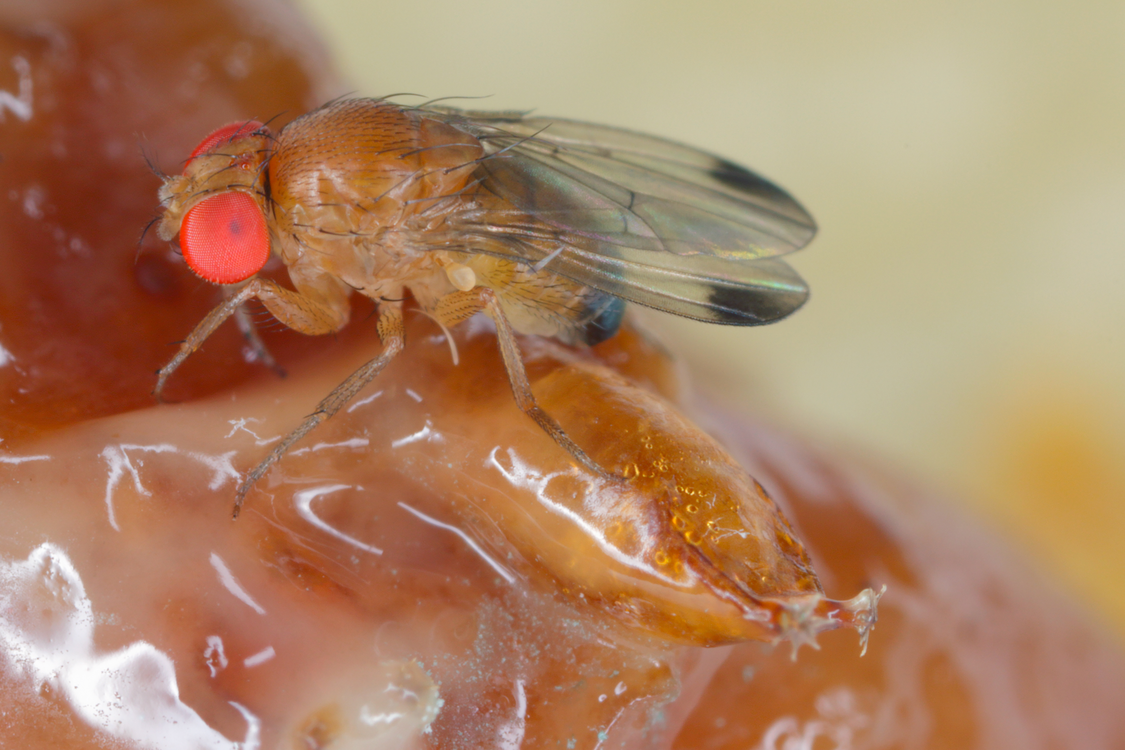 Spotted on sale wing drosophila